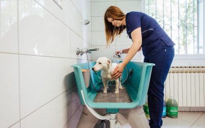 Pet Grooming Salon